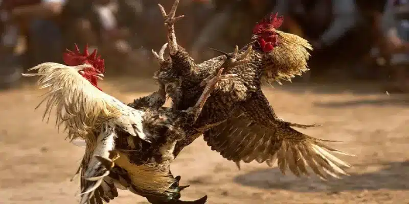 Đá Gà Các chiến thuật chiến thắng trong đá gà trực tuyến 188Bet