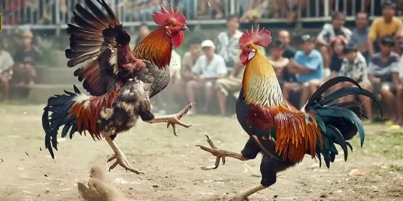 Trực tiếp đá gà thomo 188bet: Những cuộc đụng độ đầy hấp dẫn Lý do nên thưởng thức trực tiếp đá gà thomo