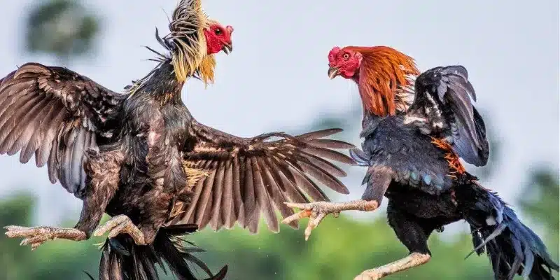 Thưởng thức trực tiếp đá gà tre 188Bet kịch tính và hấp dẫn Những yếu tố đặc trưng ảnh hưởng đến kết quả trực tiếp đá gà tre