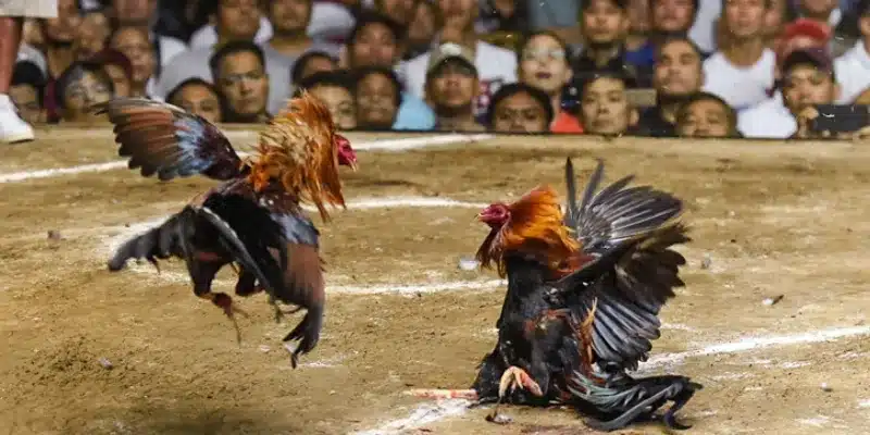 Cách xác định kèo đá gà chuẩn để cược chính xác tại 188Bet Những cách để soi kèo đá gà chuẩn